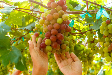 Branches of red wine grapes growing . Close up view of fresh red wine grape Vineyard view with big...