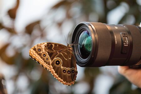 Butterfly posing for the cameraの写真素材