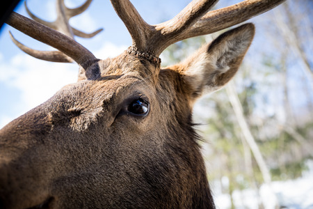Male Deer at Omega Parkの写真素材
