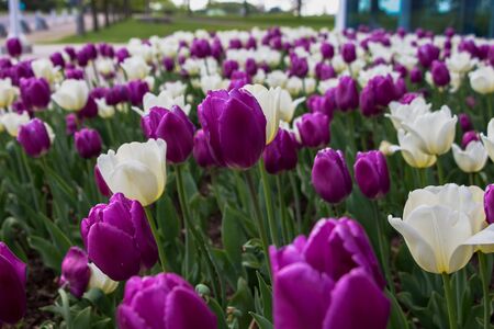 Purple and white Tulips in Ottawaの写真素材