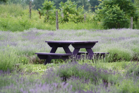 Benches and tables at the lavender fieldの写真素材