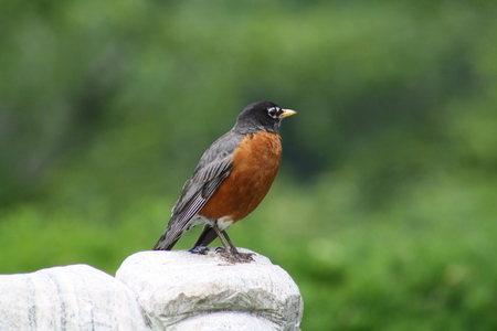 Bird watching near high park Toronto