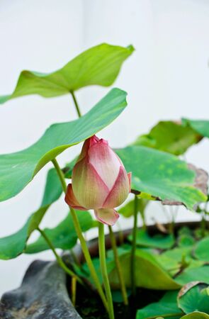   lotus  の素材