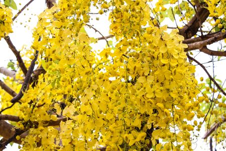 Golden shower.の写真素材