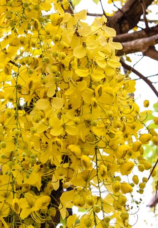 Cassia fistula is Thailand's national flowerの写真素材