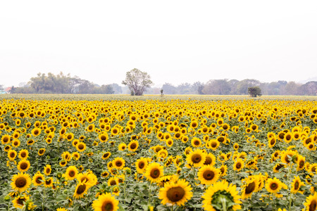 field of sunflowers