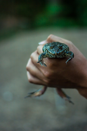 Catch frogs by hand, shallow D.O.F.の写真素材