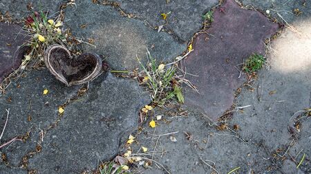 Heart Leafの写真素材