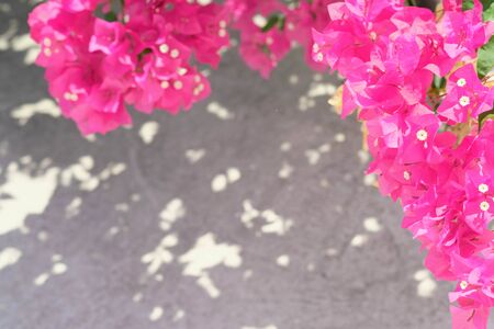 Pink bougainvillea flower Bright bloom in the sun,Selective focusの写真素材