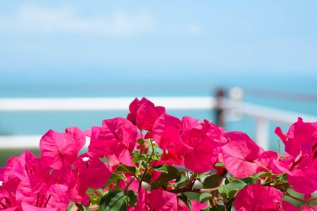Pink bougainvillea flower Bright bloom in the sun,Selective focusの写真素材
