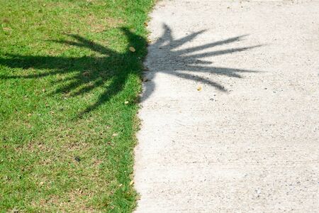 coconut treeの写真素材