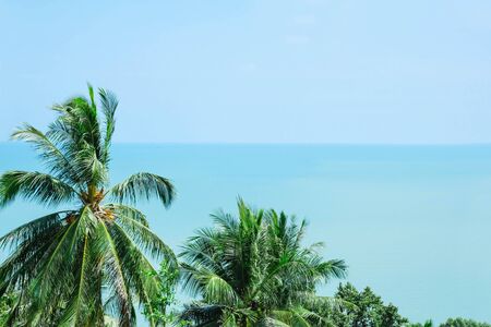 coconut tree