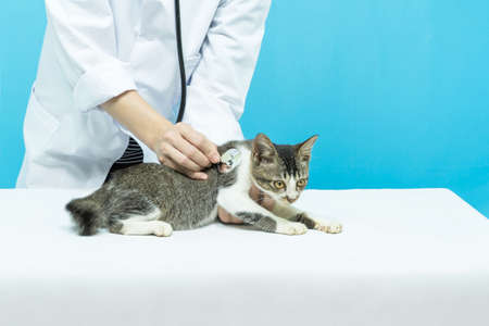 Veterinarian examining cute cat in clinic.
