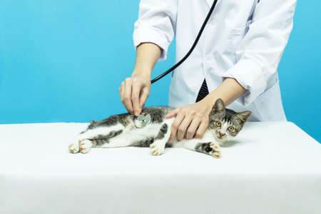 Veterinarian examining cute cat in clinic.