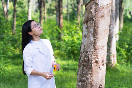 Female botanists in white coat at the forest.Young asian scientist woman looking at the bark of the rubber tree and measure the trunk size by using a tape measure researches rubber latex developmentの写真素材