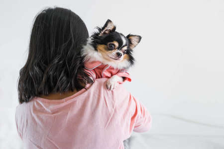 Cute black Chihuahua puppy in pink  shirt was carried by the owner on the shoulder in the...