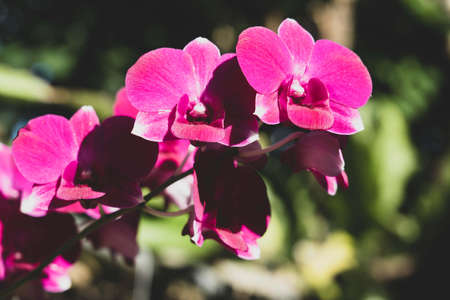 Beautiful pink flower - soft and selective focus Orchid in the morning sunlight.の写真素材