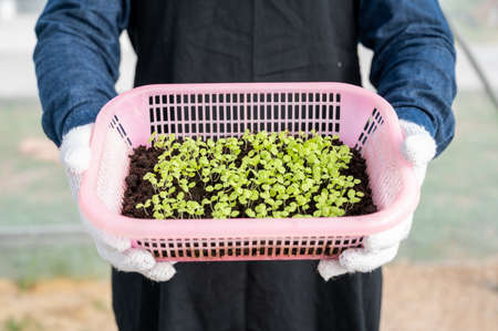 Hands man holding a small green plant organic vegetables hydroponic farm.の写真素材
