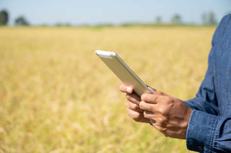 Owner of farmer checking quality the field of rice on tablet.の写真素材