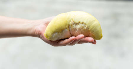 Close up A woman handle durian show the yellow durian meat to eat. The durian is a king of fruit of Thailand.の写真素材
