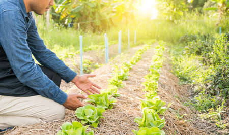 Hands Owner of farmer picking vegetable at field. Male farmer working at he organic farm. Small...