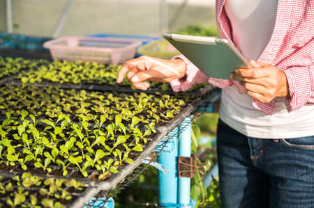 Owner of farmer cheking qualitya small green plant organic vegetables hydroponic on tablet. Hydroponic vegettable concept.の写真素材