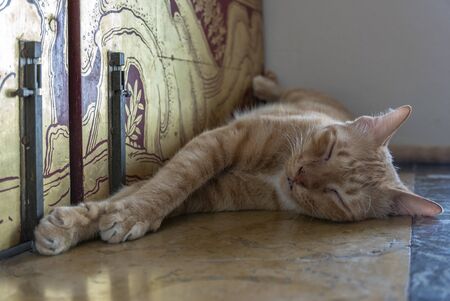 Ginger cat sleeping in buddhist temple.の写真素材