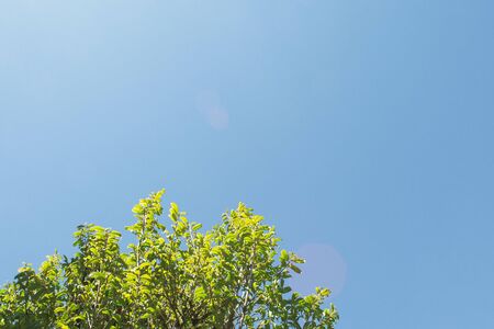 Tree,sun and blue clear sky.の写真素材