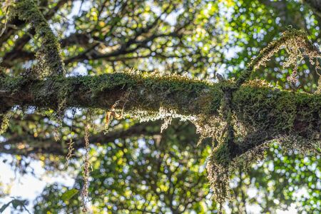 Branch of tree that full with moss.の写真素材