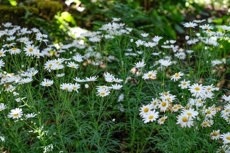 White daisy flowers in winter day.の写真素材