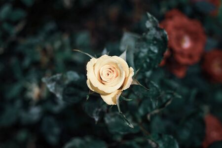 Yellow rose bloomimg in the botanic garden.の写真素材