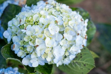 White hydrangea flowers in early winter in the moutain in the north of Thailand.の写真素材