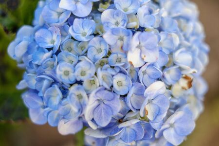 Blue hydrangea or hortensia flower blooming in the north of Thailand.の写真素材