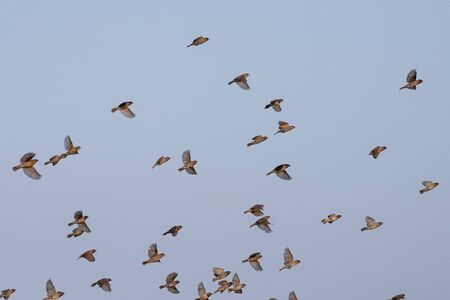 flock of sparrow flying in the sky.の写真素材