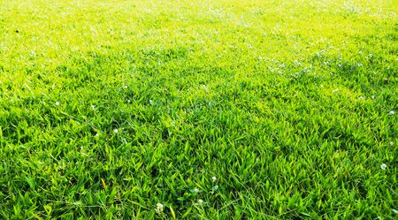 grass in the garden