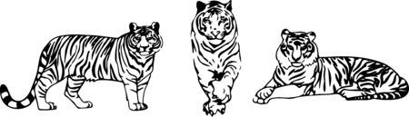tiger vector on color backgroundのイラスト素材