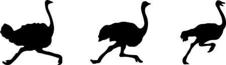 ostrich icon isolated on backgroundのイラスト素材