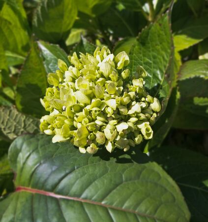 beautiful flowers  in the garden