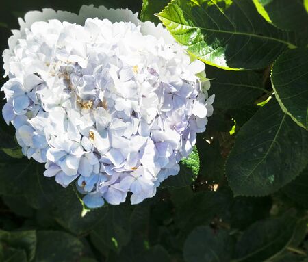 beautiful flowers  in the garden