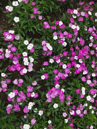 fresh floral in the gardenの写真素材