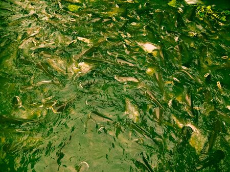 fish in the river. farmer, animal.