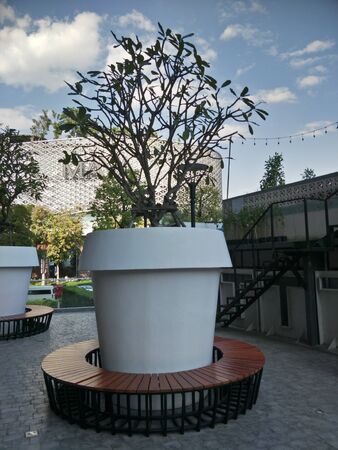 big tree in a park