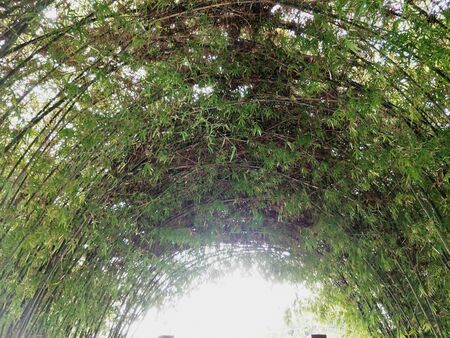 bamboo tree in the gardenの写真素材