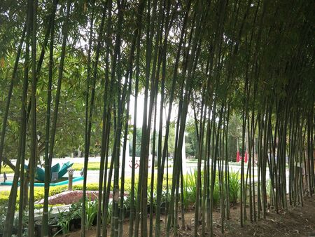 bamboo tree in the gardenの写真素材