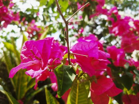 fresh flower in the garden