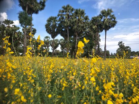 Yellow flowers in the rice fieldの写真素材