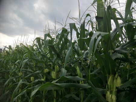 fresh organic sugarcane in the garden