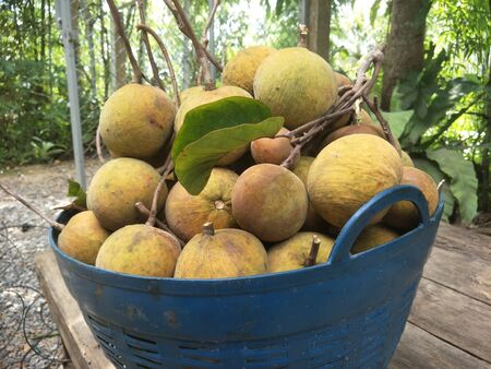 Picking fresh Santol in the garden
