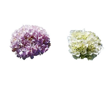 beautiful flower isolated on white backgroundの写真素材