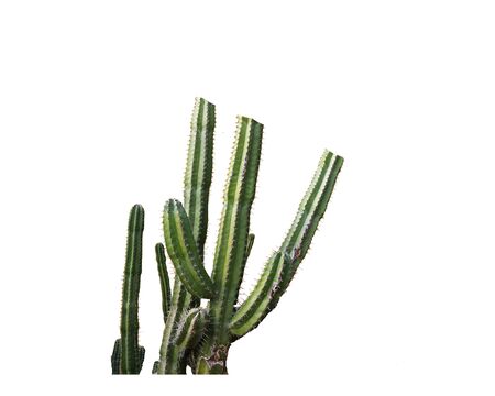 cactus isolated on white backgroundの写真素材